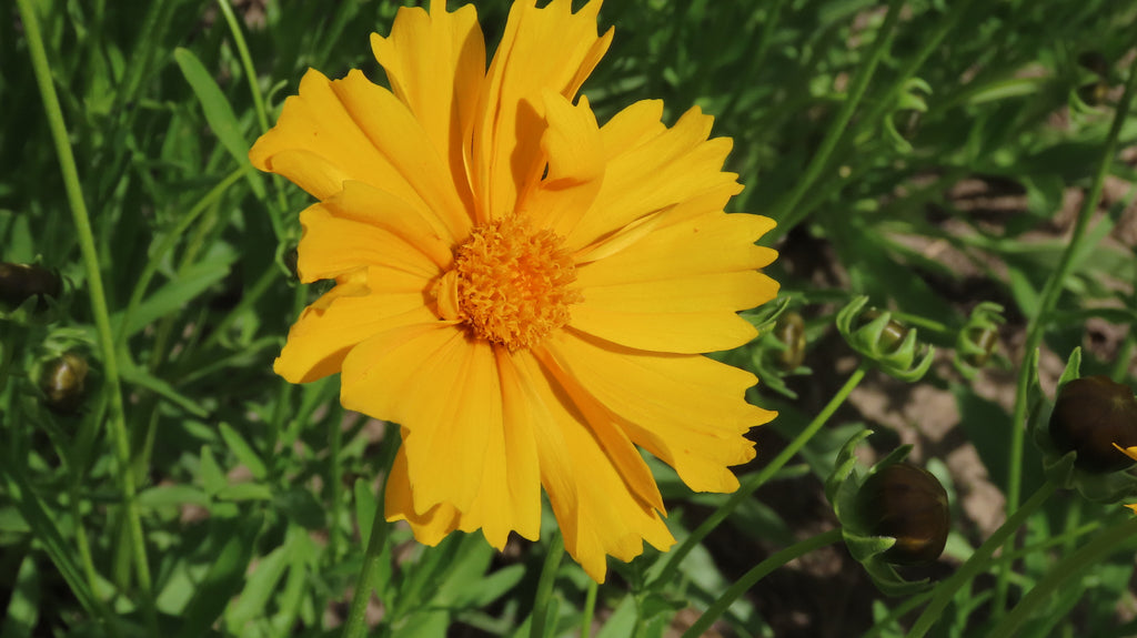 Lanceleaf Coreopsis (Coreopsis lanceolata)