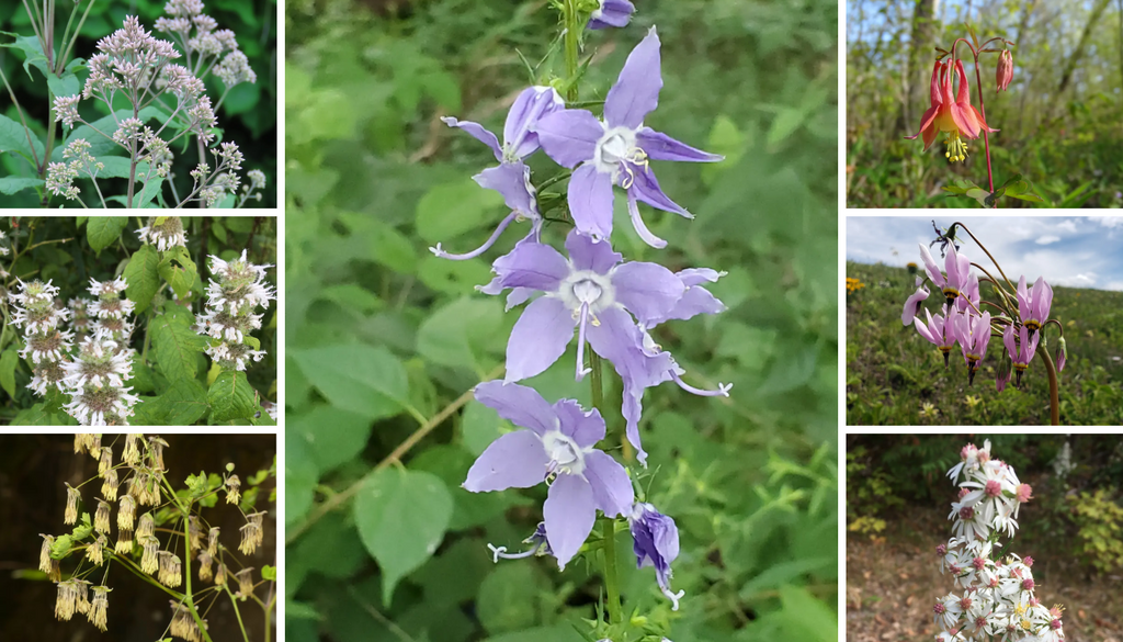 Woodland Wildflower Seed Mix