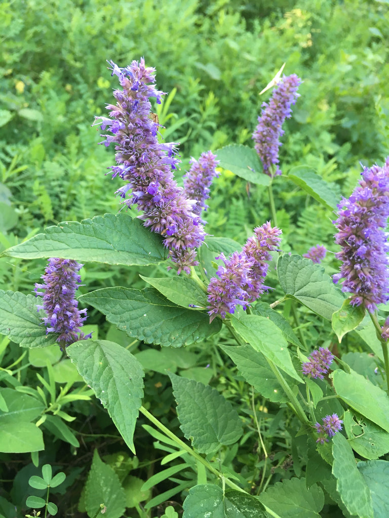 Lavender Hyssop (Agastache foeniculum)