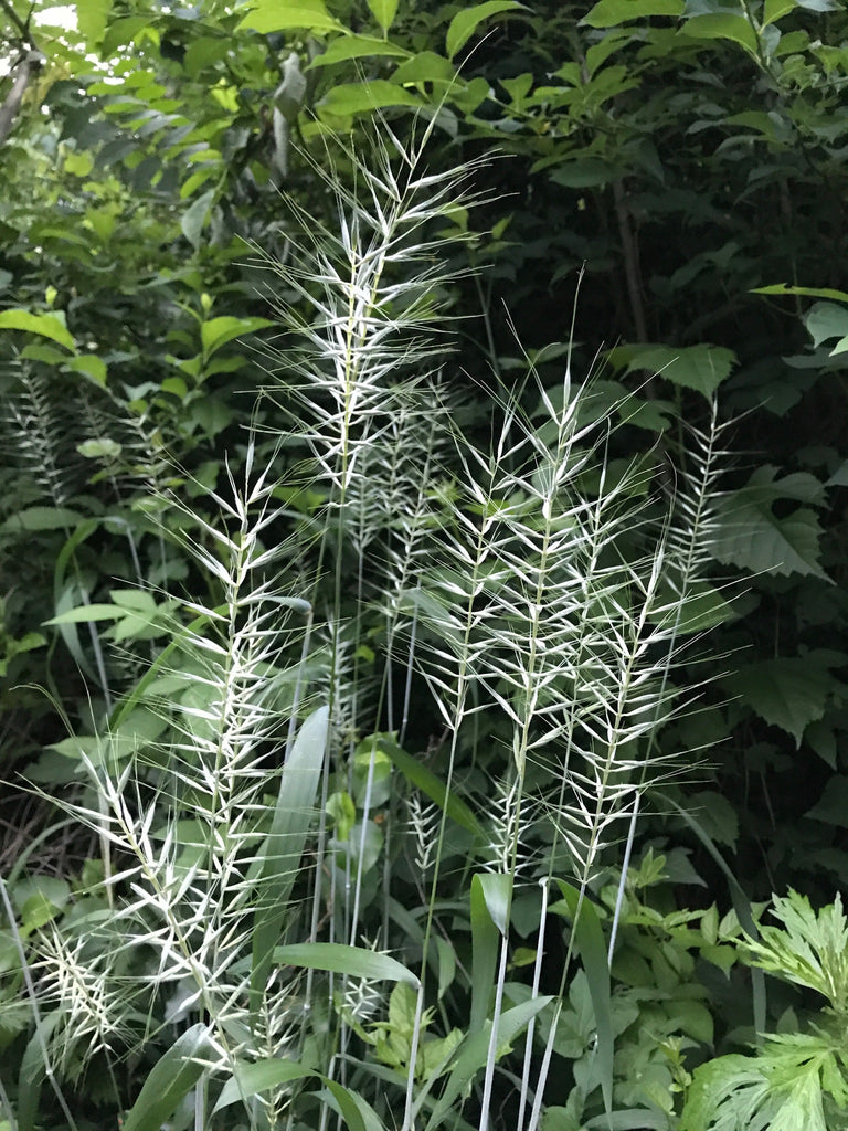 Bottlebrush Grass (Elymus hystrix)