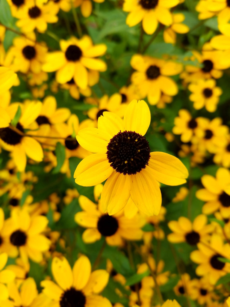 Brown-Eyed Susan (Rudbeckia triloba)