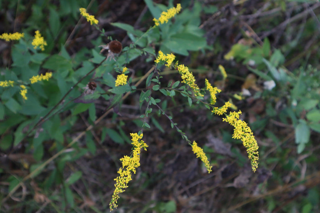 Elm-Leaved Goldenrod (Solidago ulmifolia)