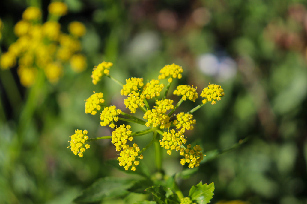 Golden Alexanders (Zizia aurea)