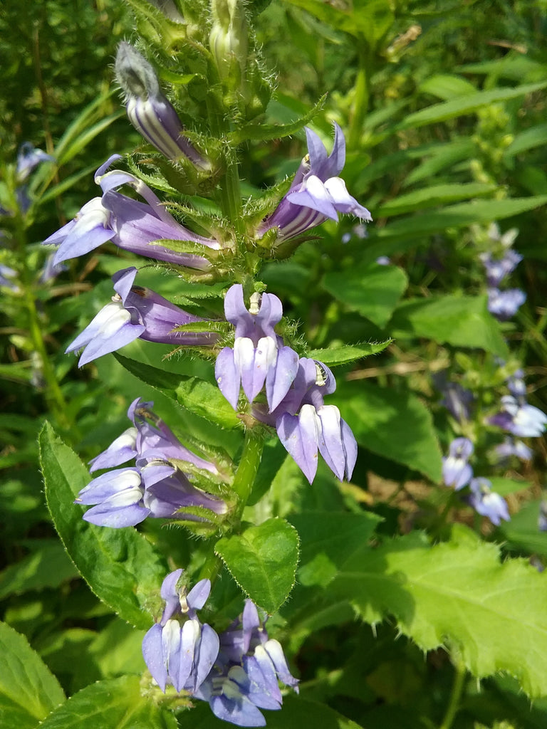 Great Blue Lobelia (Lobelia siphilitica)