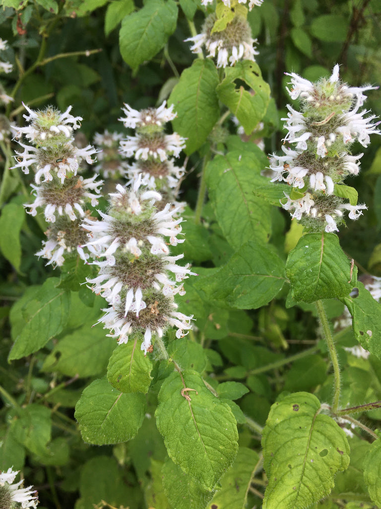Hairy Wood Mint (Blephilia hirsuta)