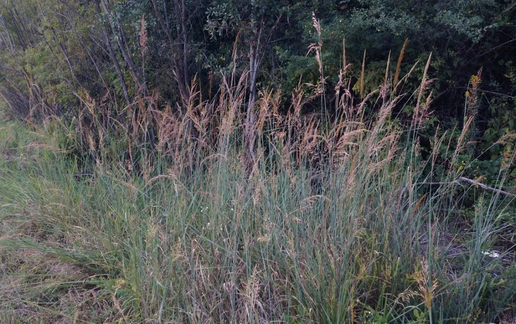 Indiangrass (Sorghastrum nutans)
