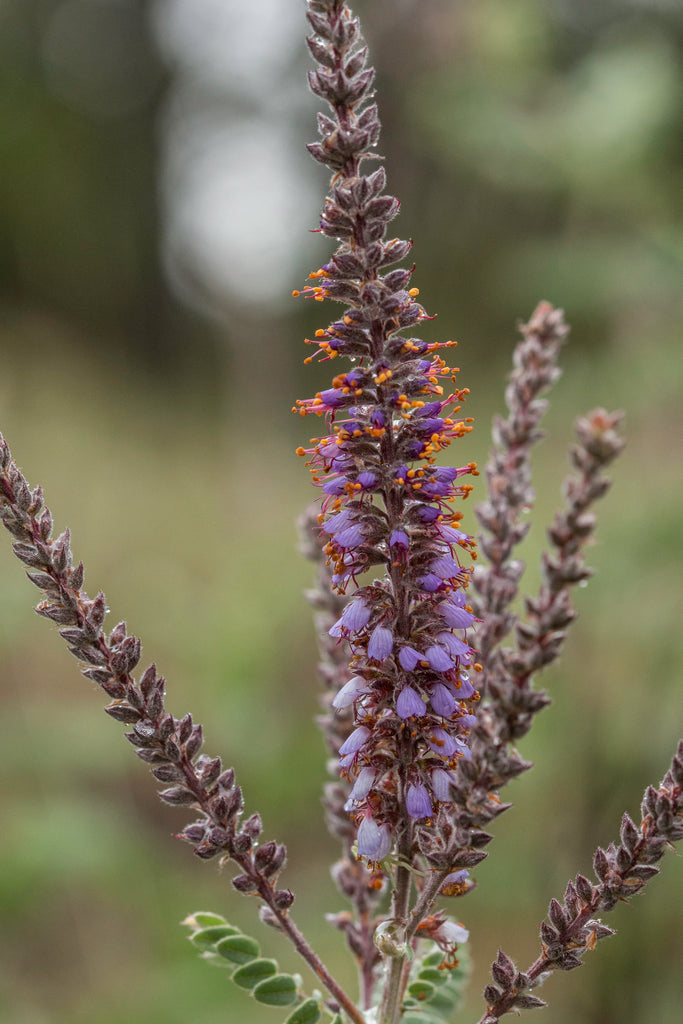 Leadplant (Amorpha canescens)