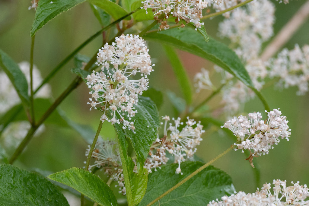 New Jersey Tea (Ceanothus americanus)
