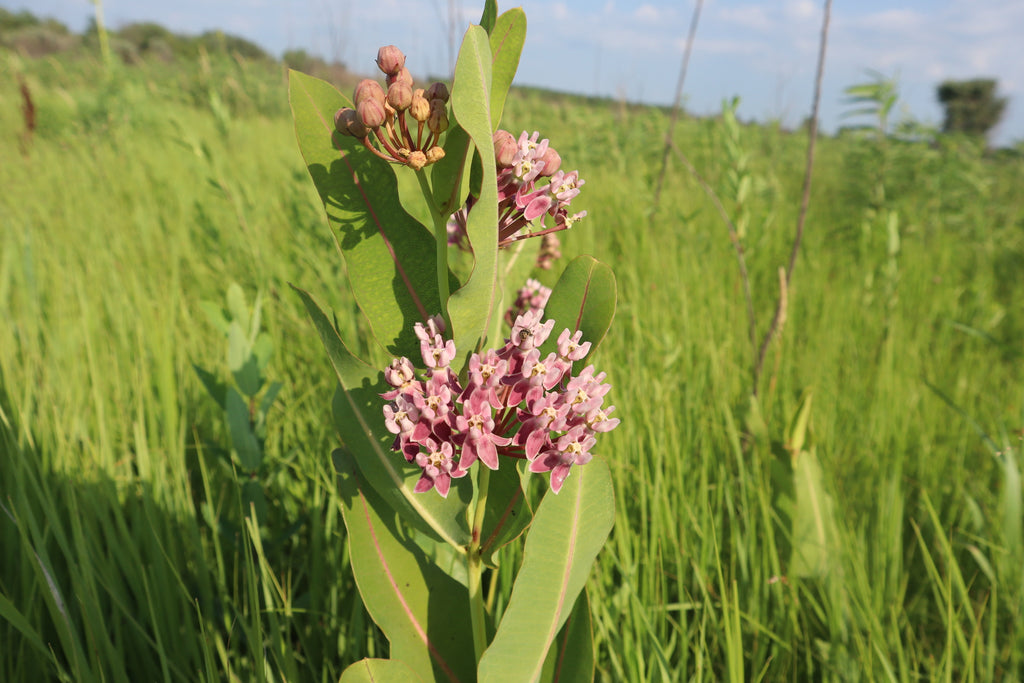 Prairie Milkweed (Asclepias sullivantii)