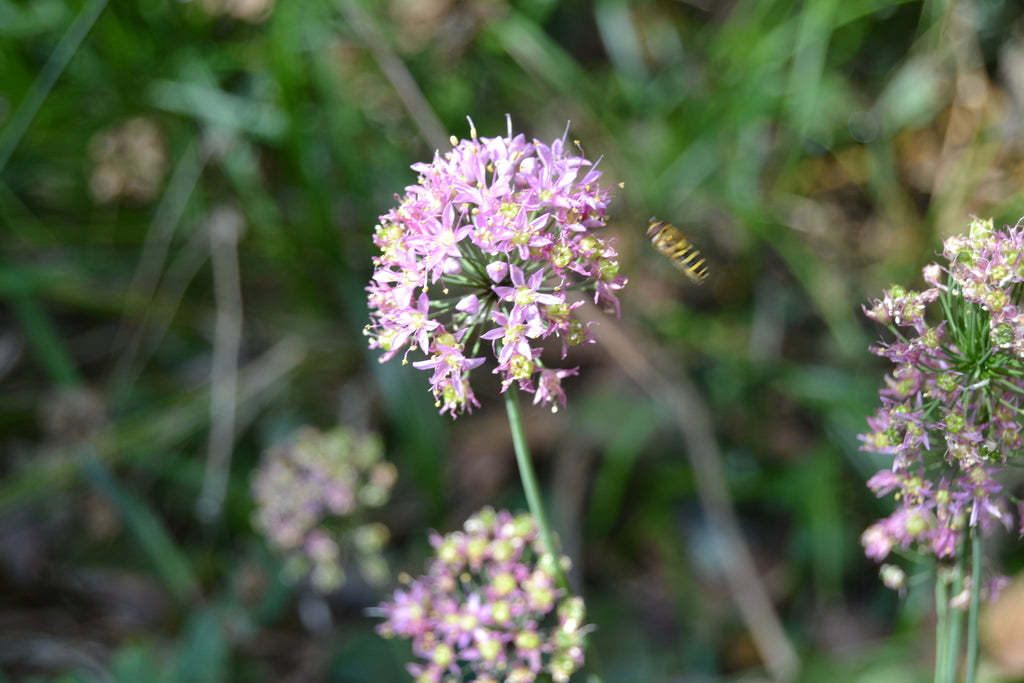 Prairie Onion (Allium stellatum)