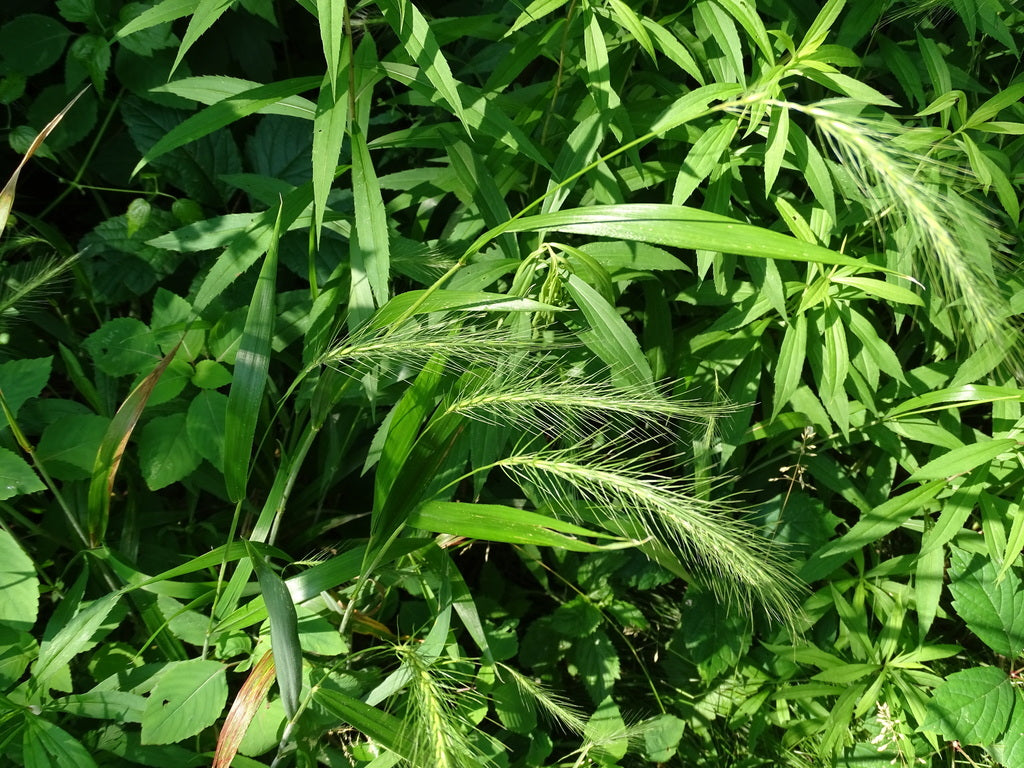 Silky Wild Rye (Elymus villosus)