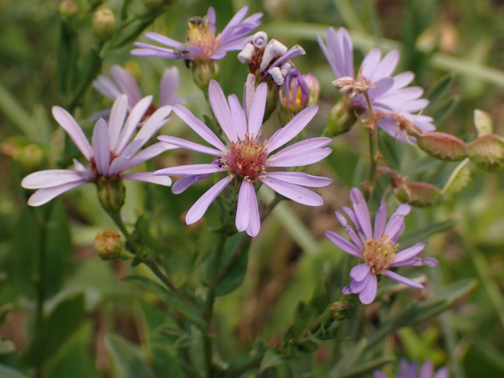 Smooth Blue Aster (Symphyotrichum laeve)