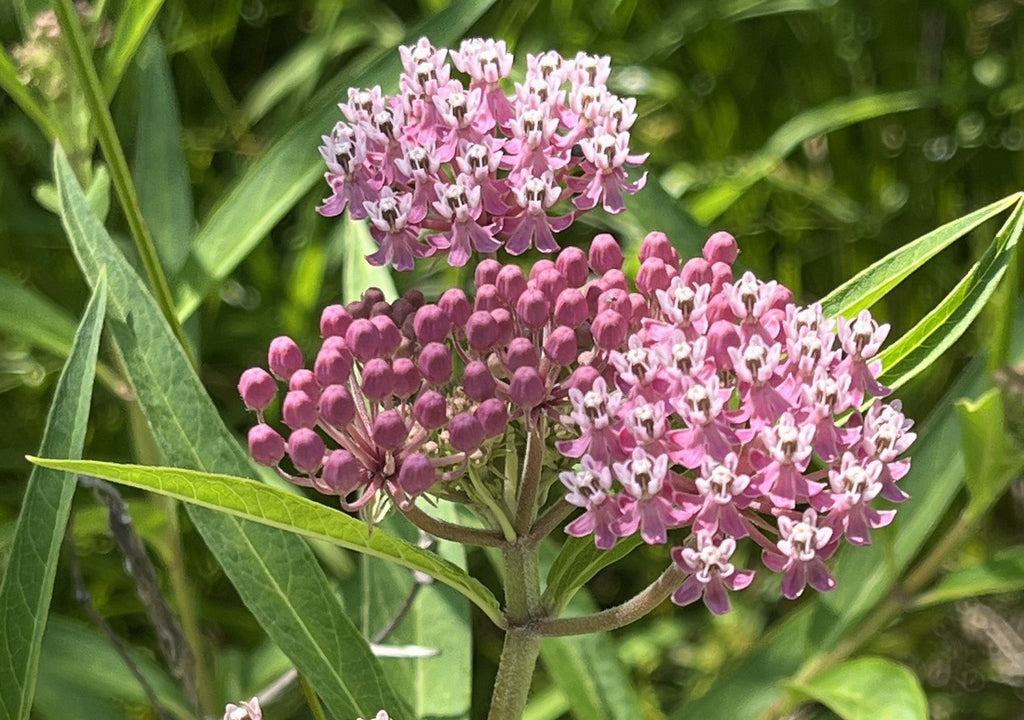 Swamp Milkweed (Asclepias incarnata)