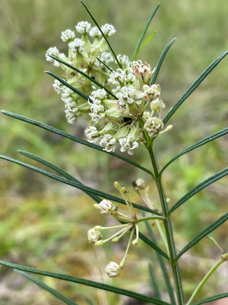 Whorled Milkweed (Asclepias verticillata)