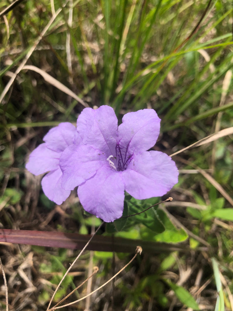 Wild Petunia (Ruellia humilis)