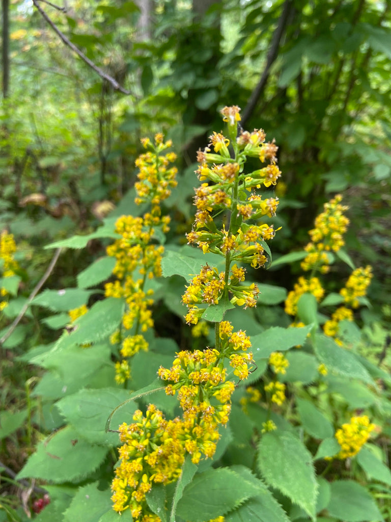 Zigzag Goldenrod (Solidago flexicaulis)