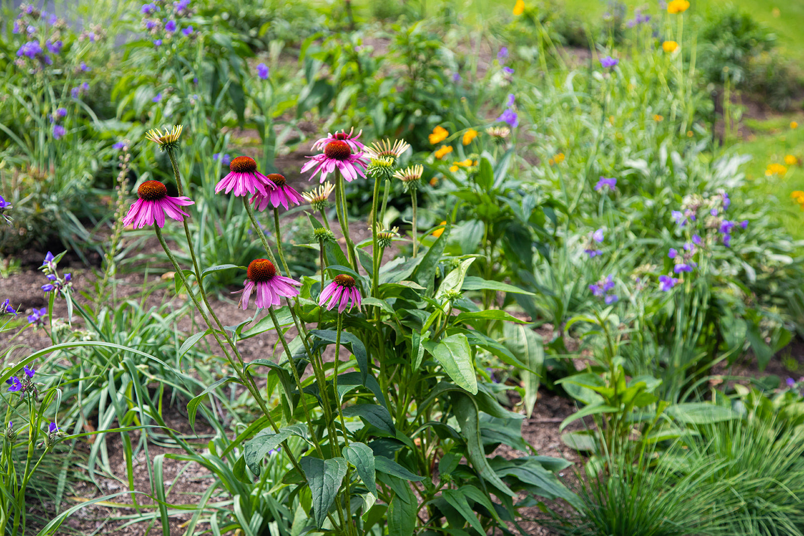 A garden bed with purple coneflowers and Ohio spiderwort