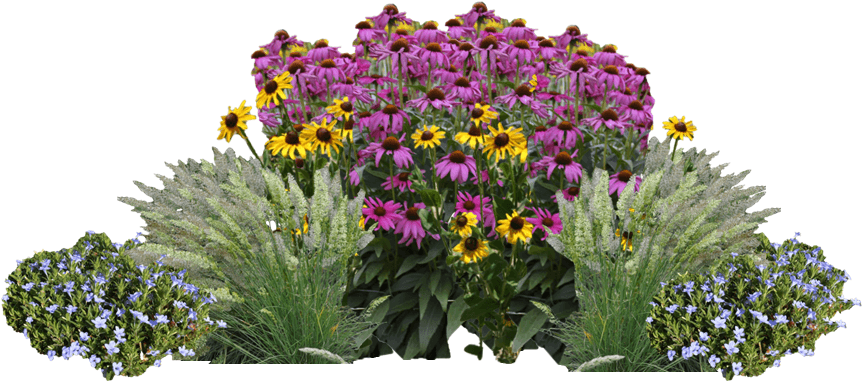 A multicolored garden of native flowers and grasses