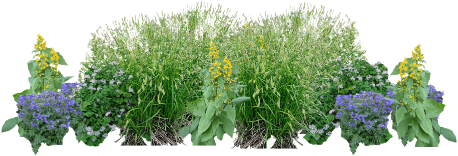 Yellow and blue native plant garden