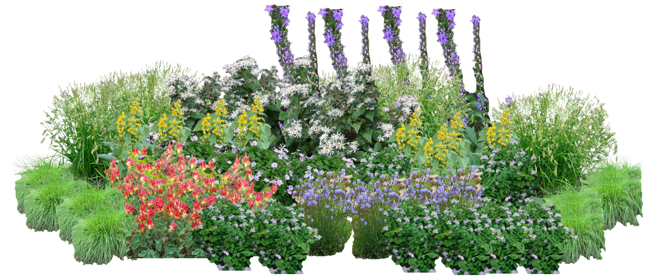 Shade Parade Perennial Native Plants Collection [48 Plants]