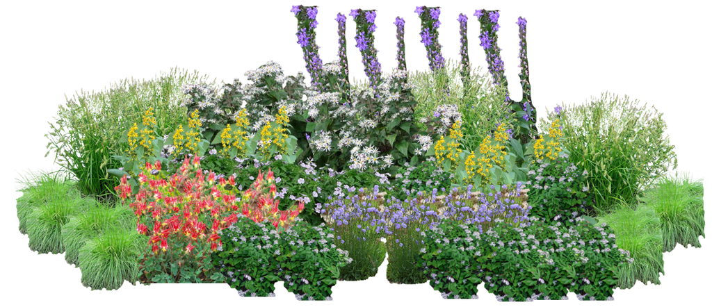 Shade Parade Perennial Native Plants Collection [48 plants]