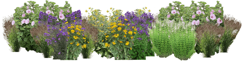 Purple Mountains Perennial Native Plants Collection [32 plants]