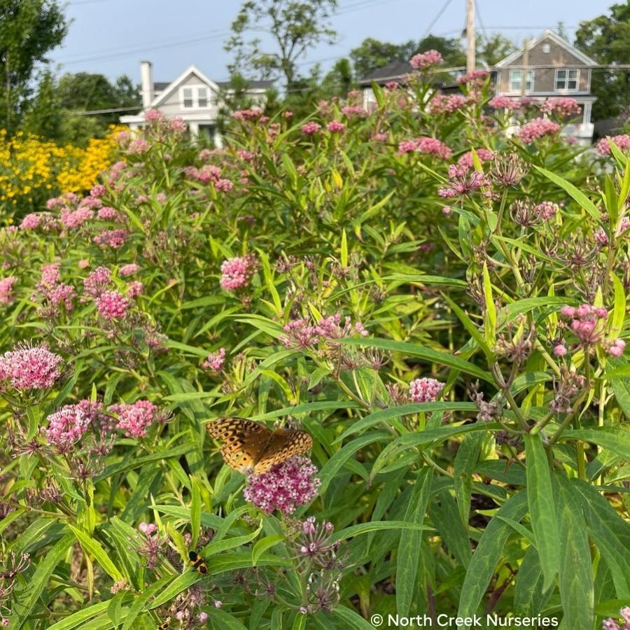 Cinderella Swamp Milkweed (Asclepias incarnata ‘Cinderella’)
