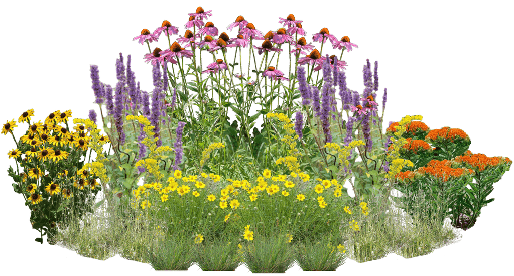 Wondrous Wildflowers Perennial Native Plants Collection [32 plants]