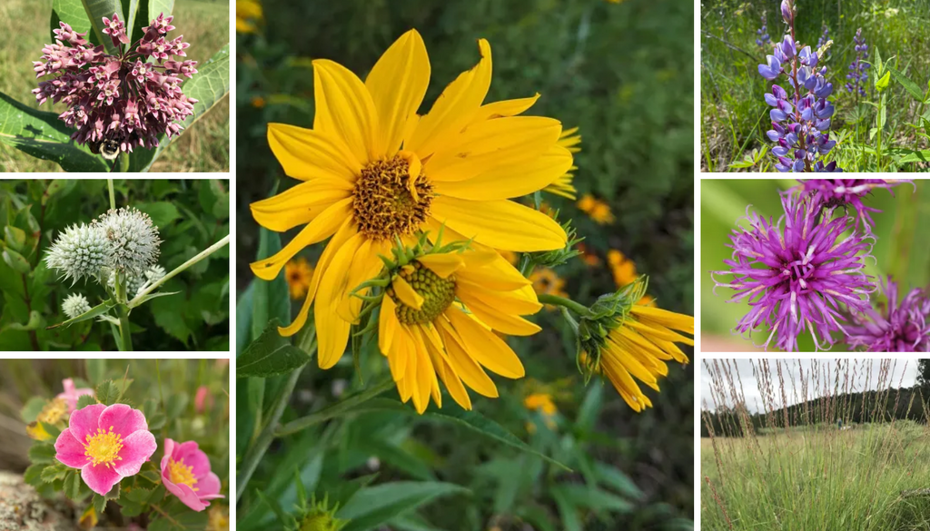 High Diversity Habitat Seed Mix