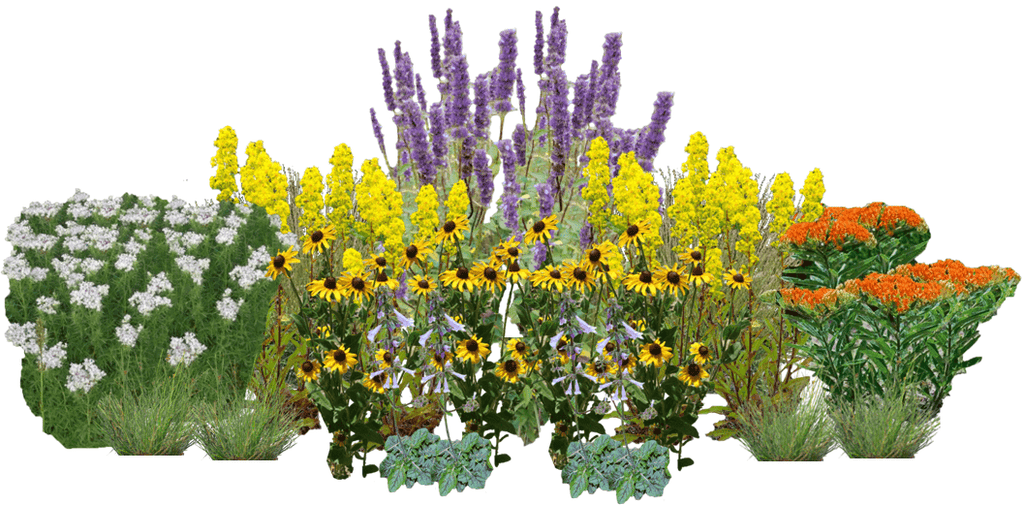 Butterfly Boulevard Perennial Native Plants Collection [32 plants]