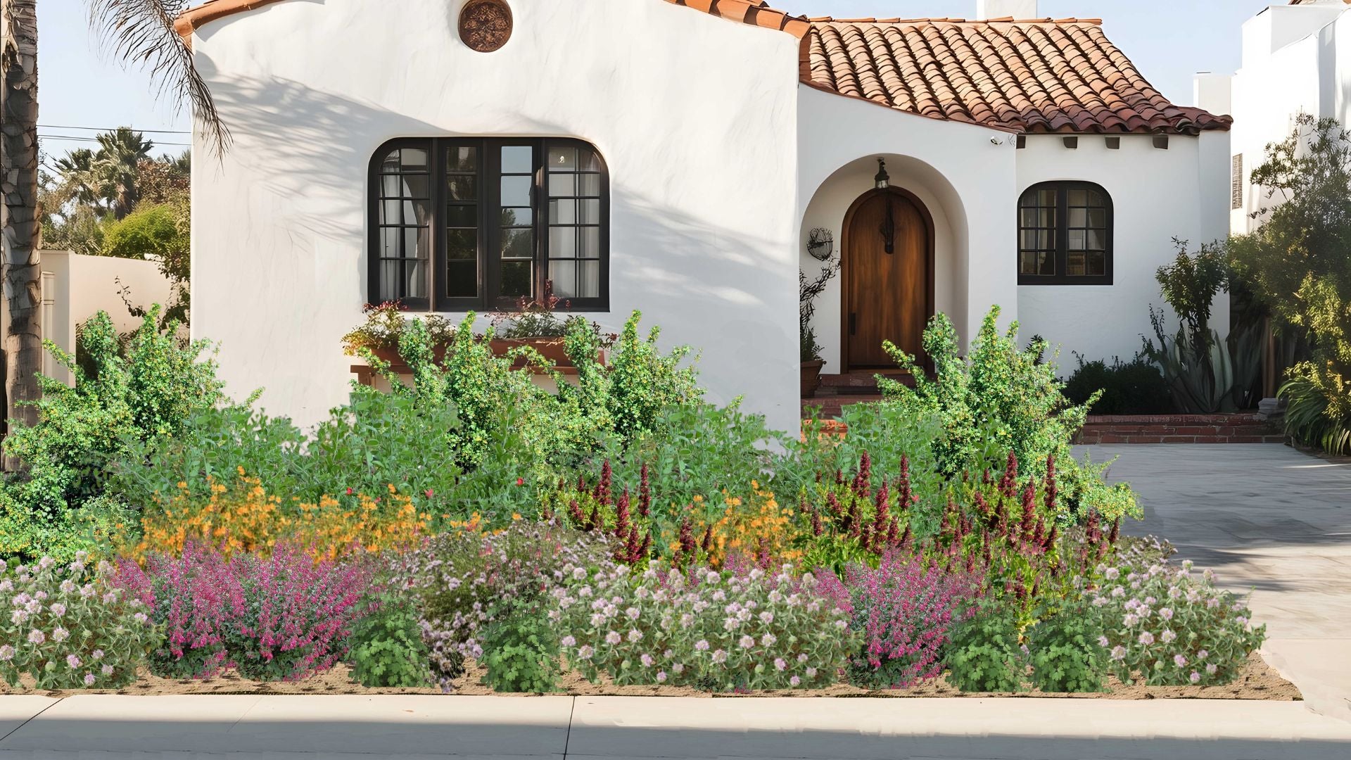 California Hummingbird Haven Native Garden