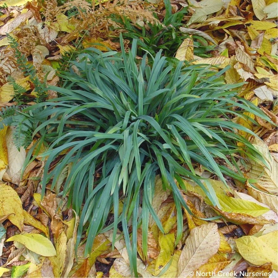 Bunny Blue® Spreading Sedge (Carex laxiculmis ‘Hobb’ Bunny Blue®)