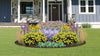 Native Plants for Clay Soil