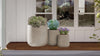Coastal Blue Native Container Garden
