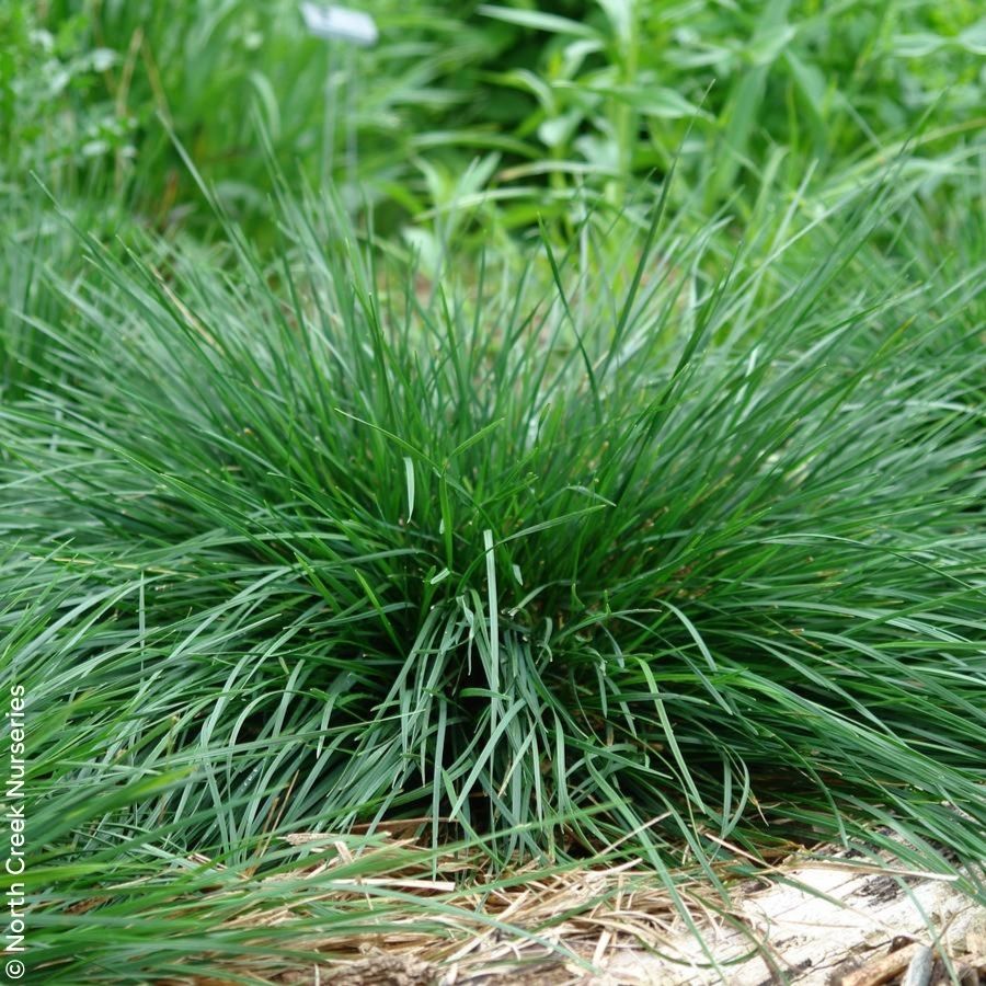 Goldtau Tufted Hair Grass (Deschampsia cespitosa ‘Goldtau’)
