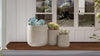 Desert Oasis Native Container Garden