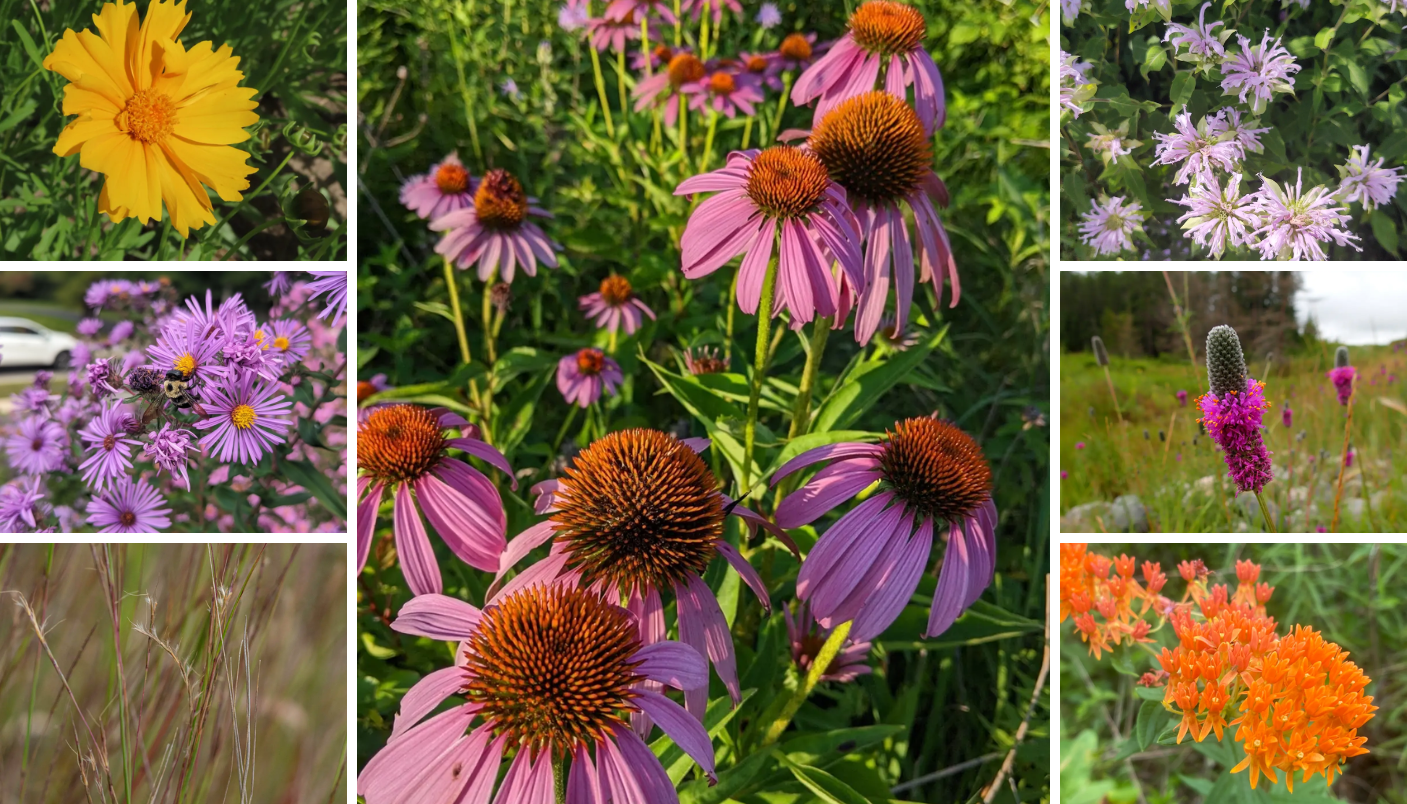 Economy Native Seed Mix