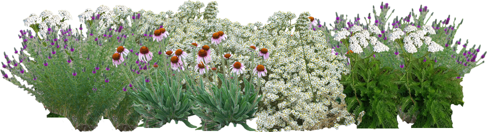 Great Plains Habitat Hero [16 Plants]