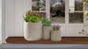 Hummingbird Hangout Native Container Garden