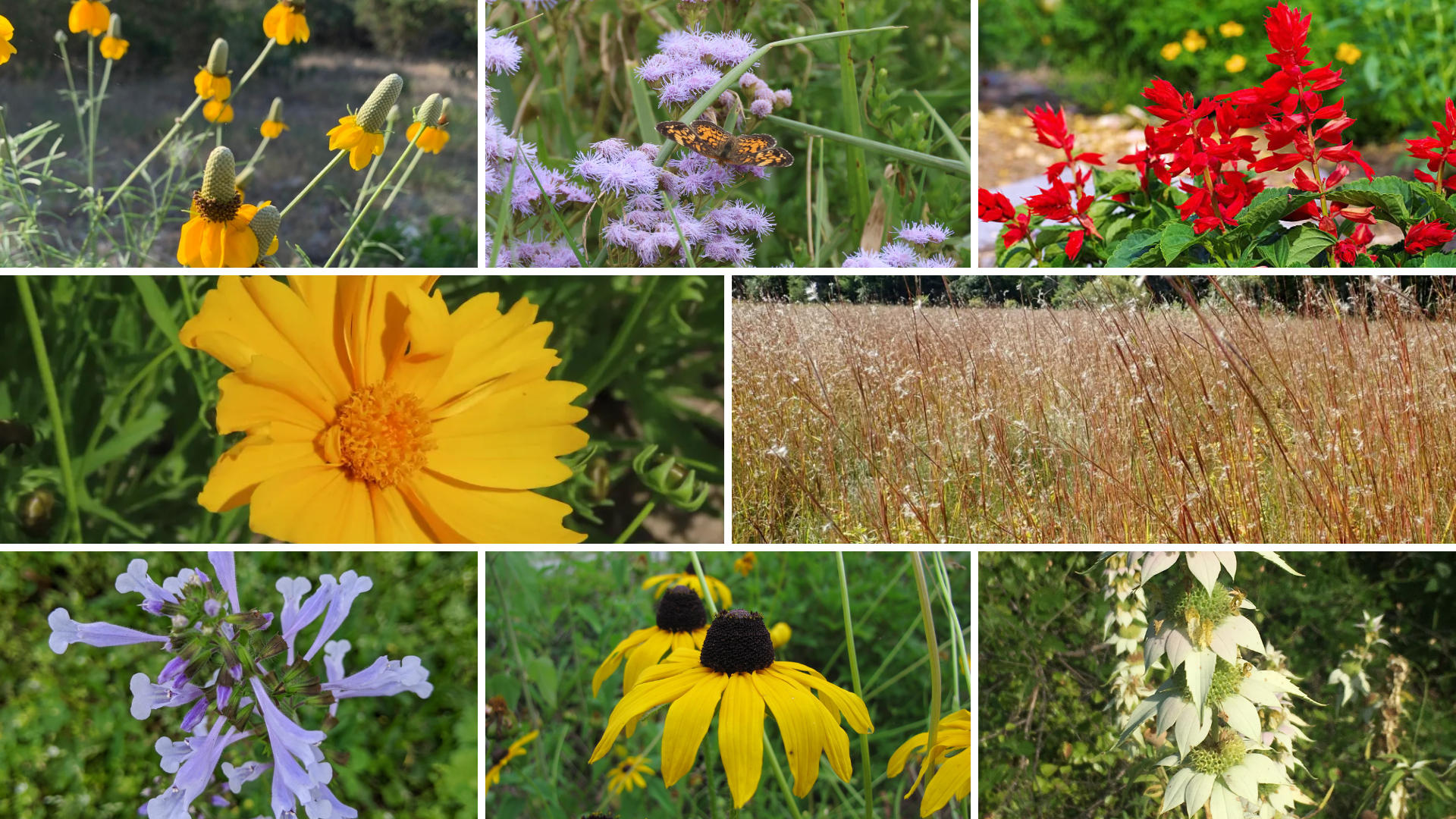Choose Your Own Plants (Southeast)