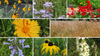 Choose Your Own Plants (Southeast)