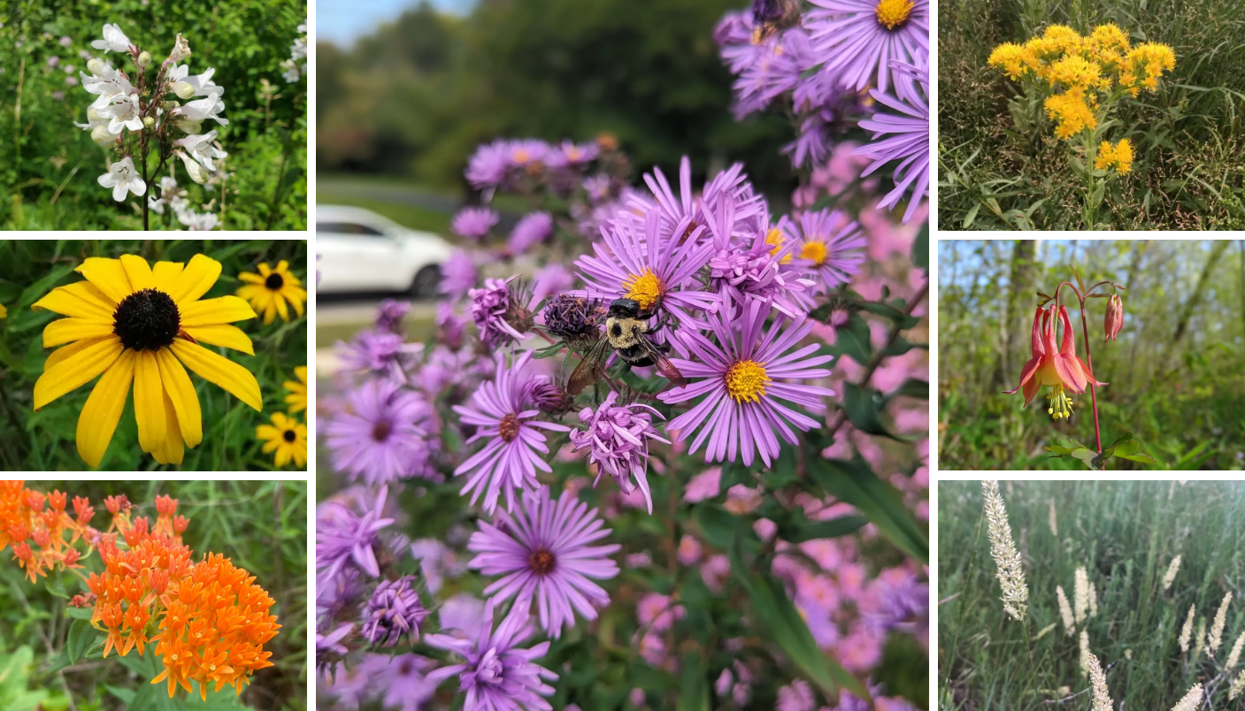 Pollinator Habitat Seed Mix