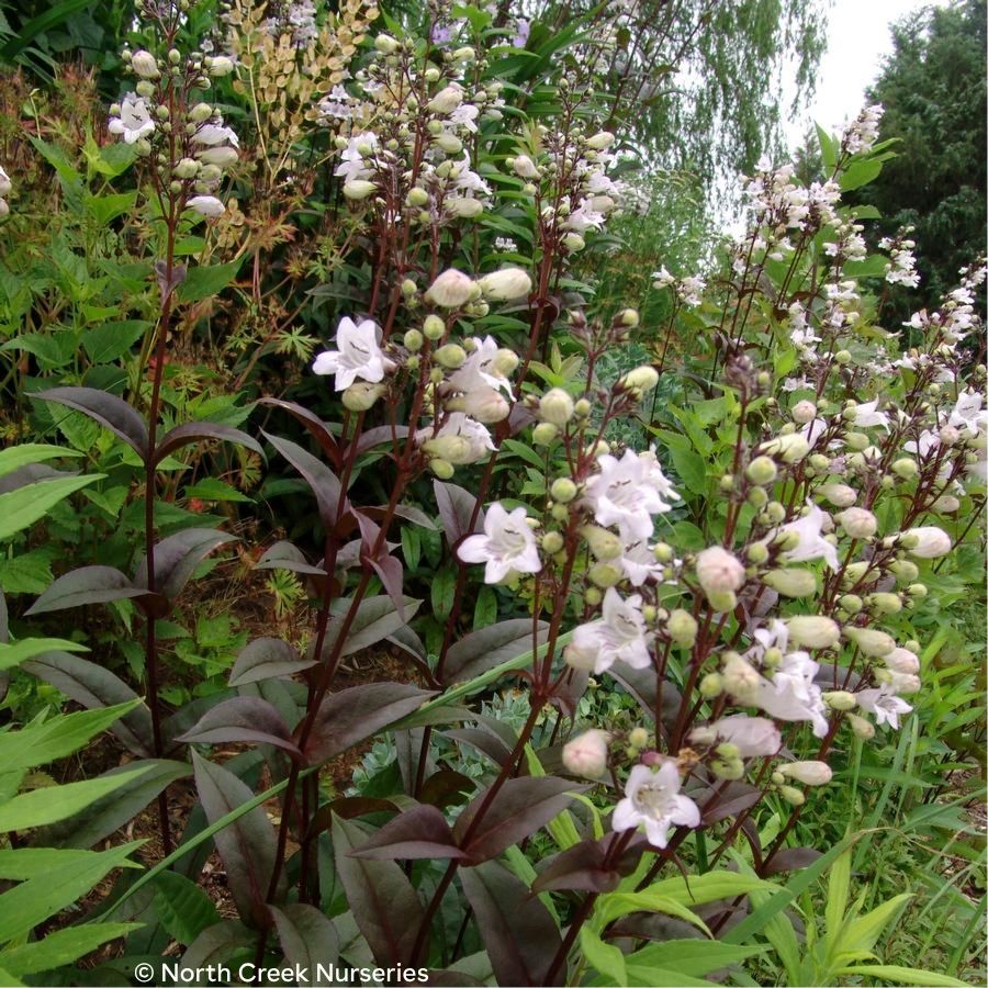 Husker Red Foxglove Beardtongue (Penstemon digitalis ‘Husker Red’)