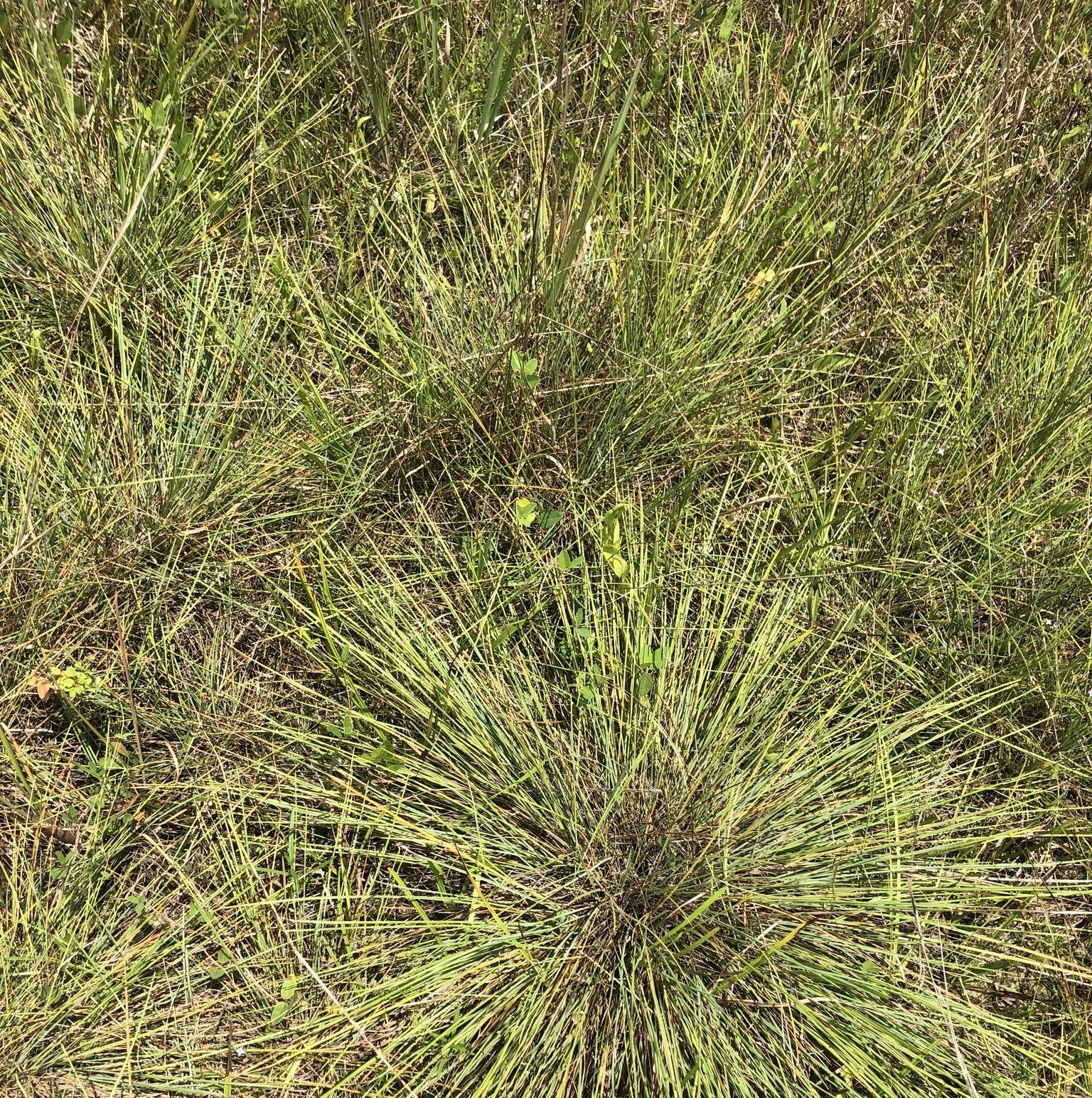 Pineywoods Dropseed (Sporobolus junceus)