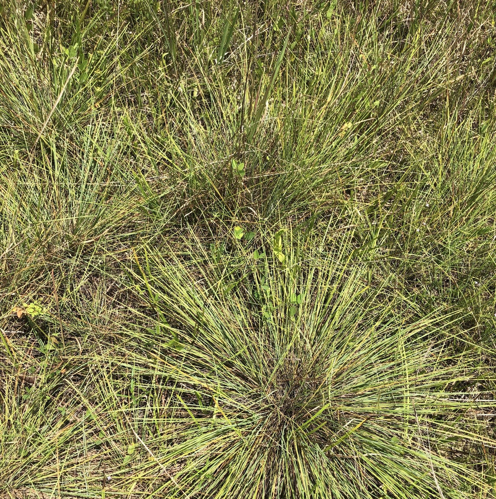 Pineywoods Dropseed (Sporobolus junceus)