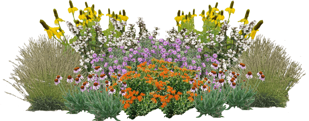 Wildflower Fireworks Perennial Native Plants Collection [36 plants]