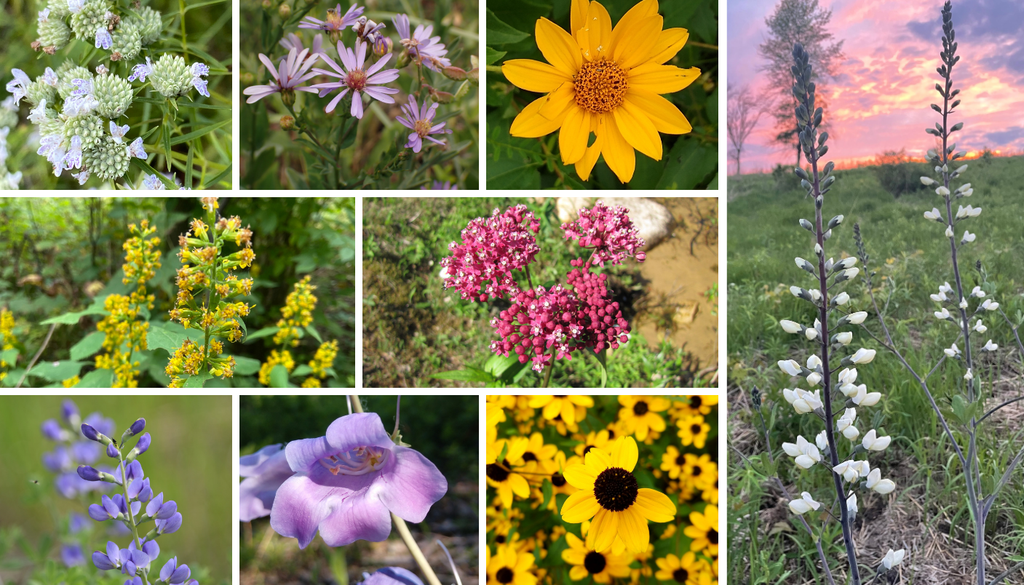 Choose Your Own Plants - Asbury Woods