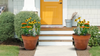 Pollinator Patio Container Garden