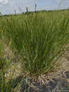 Prairie Sedge (Carex bicknellii)