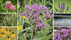 Watershed Revival Seed Mix